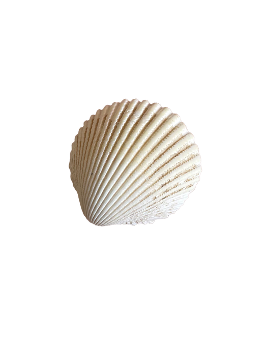 a seashell revealed inside a 3.5 oz candle