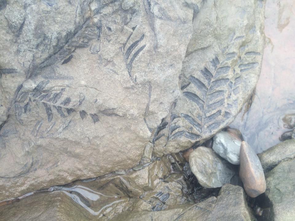 Ocean Floor Fossil Tour