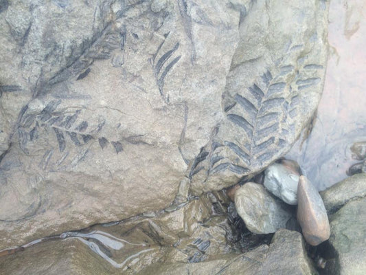 Ocean Floor Fossil Tour