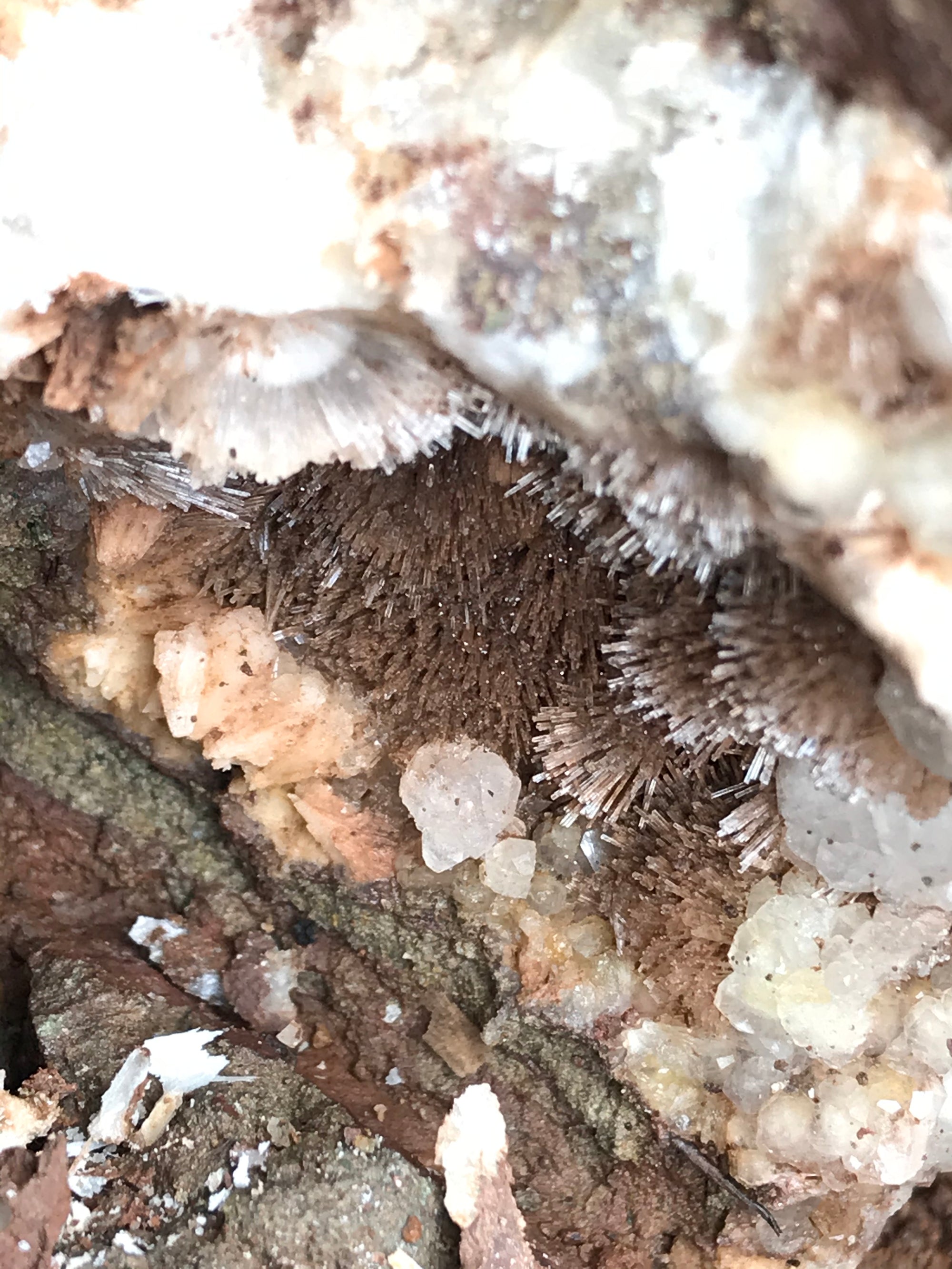 Crystals &amp; Dinosaurs! - 4 hrs.