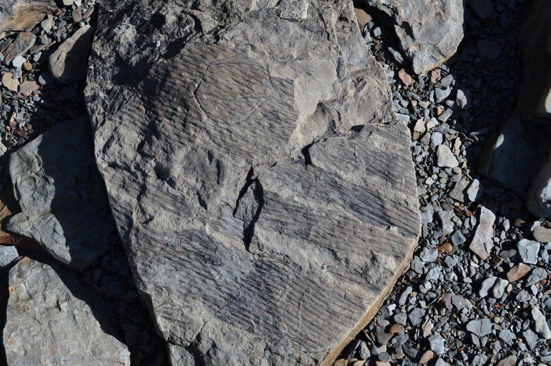 Fossil Forest Expedition - 4 hrs.