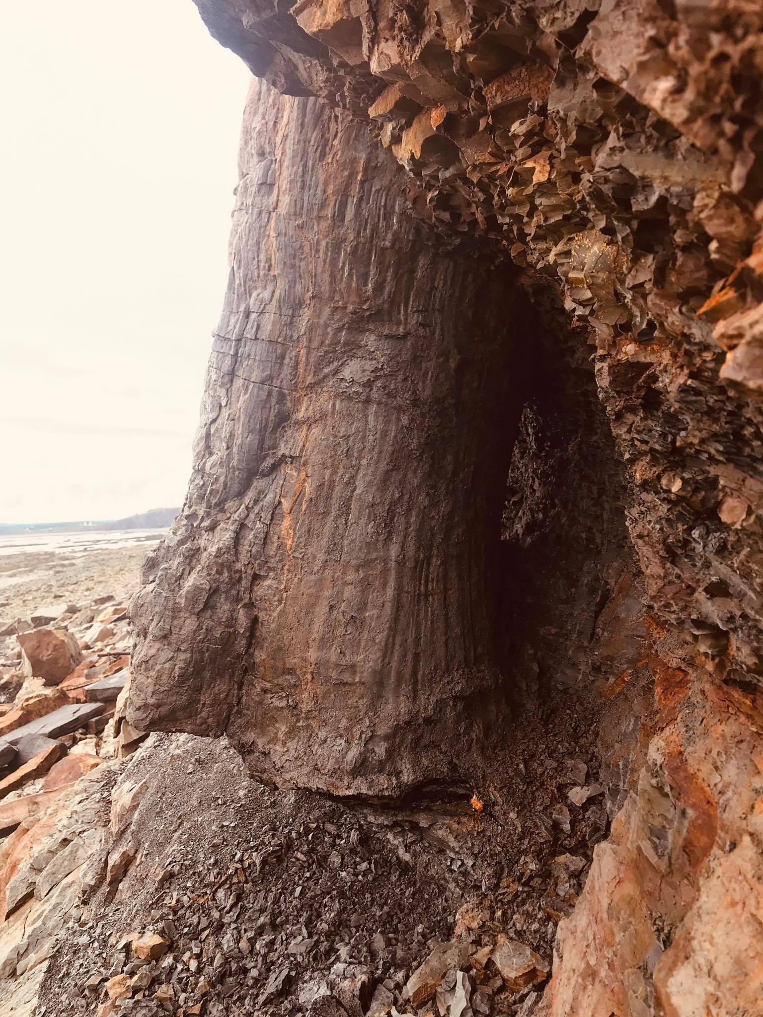 Fossil Forest Expedition - 4 hrs.