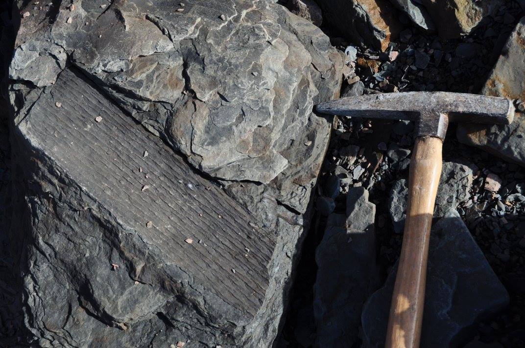 Fossil Forest Expedition - 4 hrs.