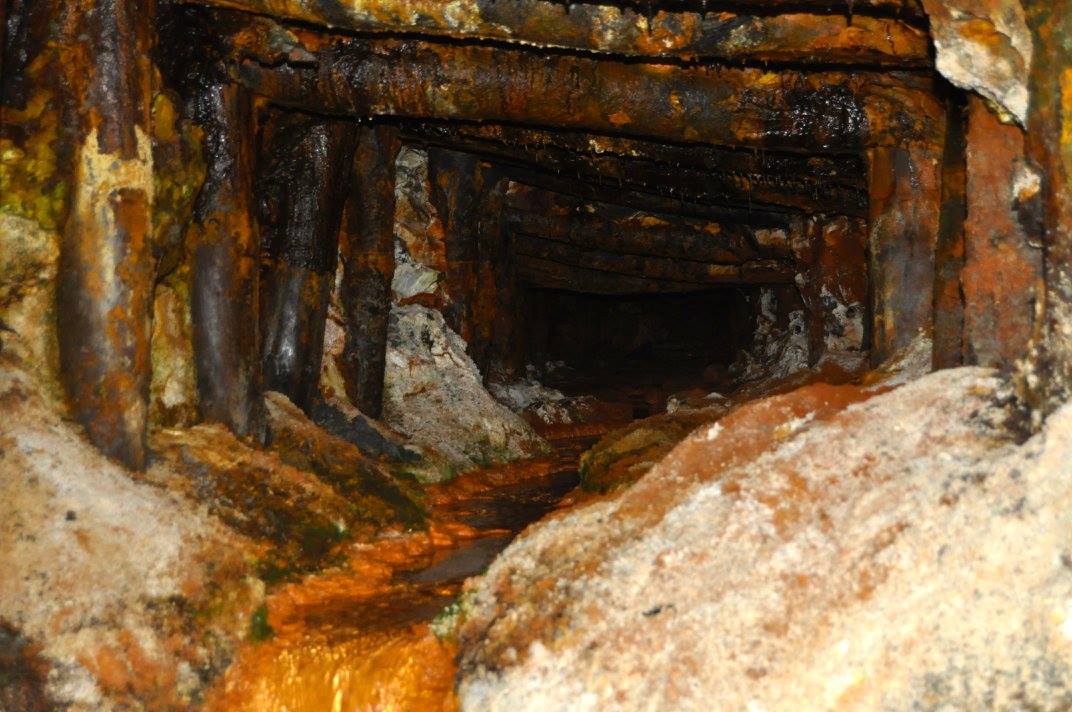 Fossil Forest Expedition - 4 hrs.