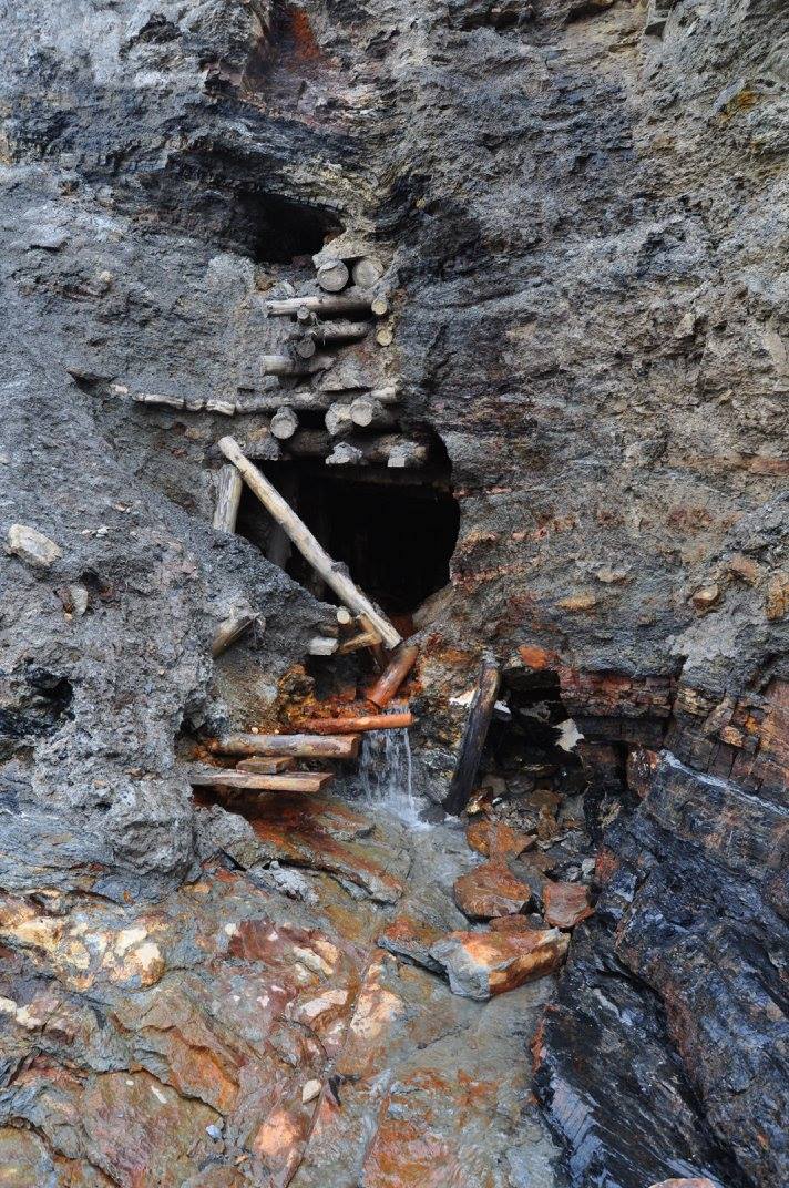 Fossil Forest Expedition - 4 hrs.