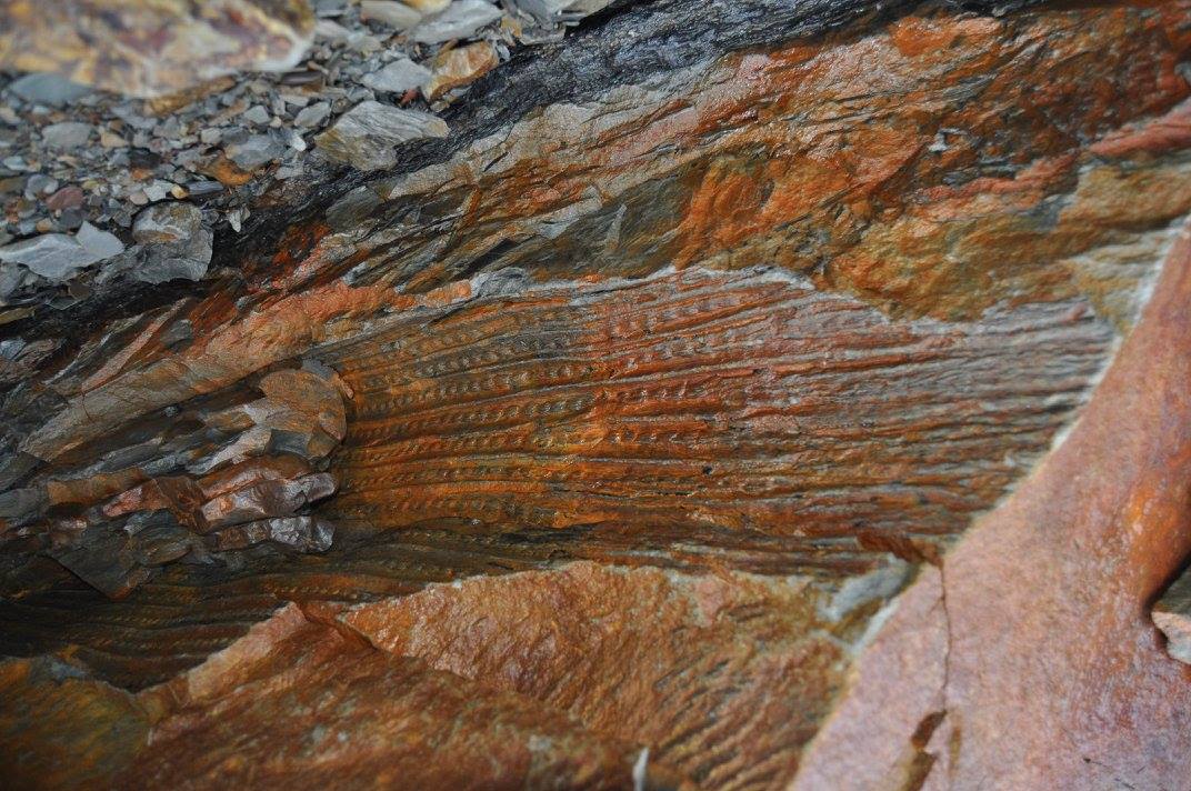 Fossil Forest Expedition - 4 hrs.