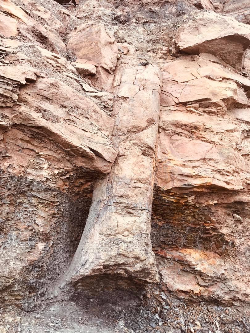 Fossil Forest Expedition - 4 hrs.