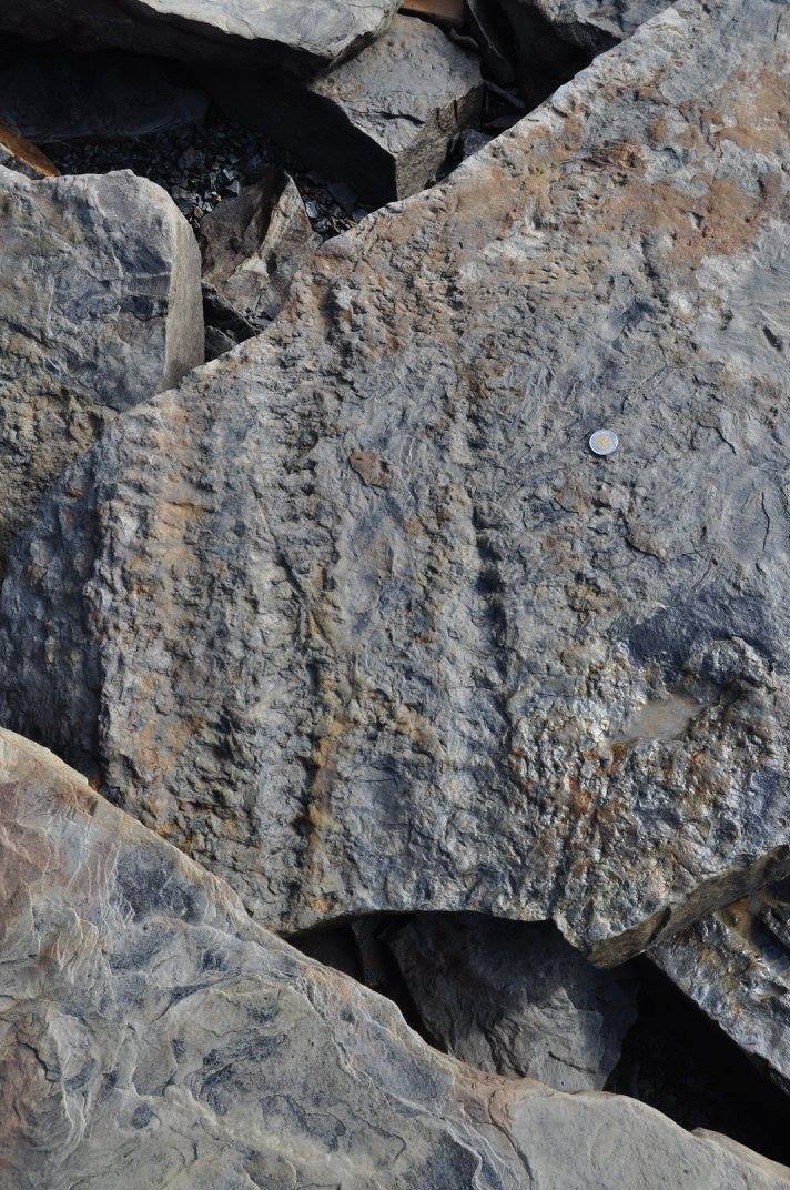 Fossil Forest Expedition - 4 hrs.