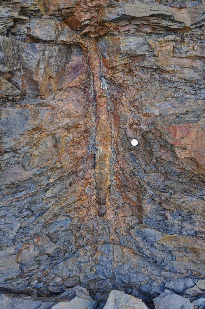 Fossil Forest Expedition - 4 hrs.