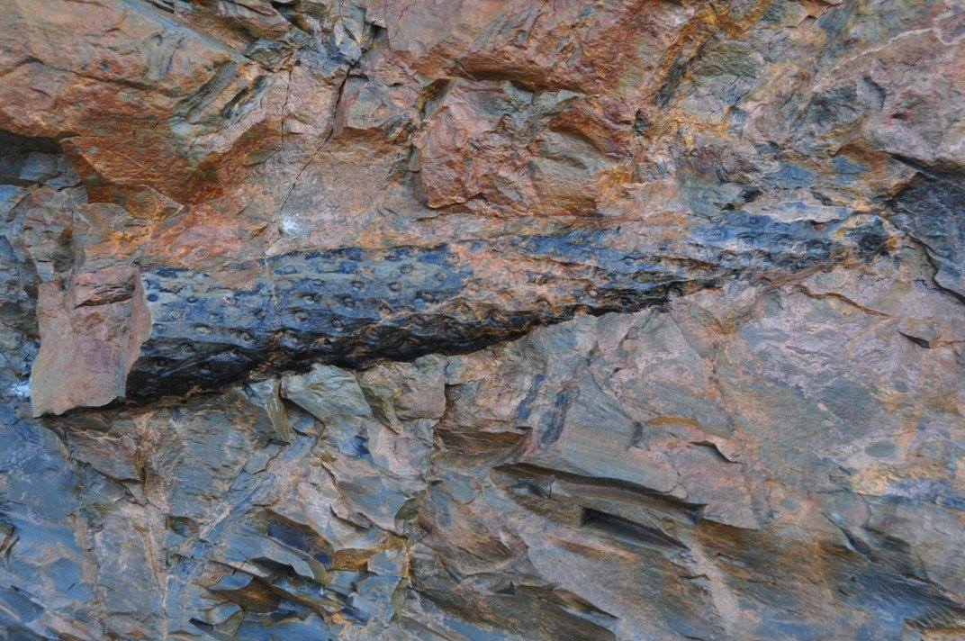 Fossil Forest Expedition - 4 hrs.